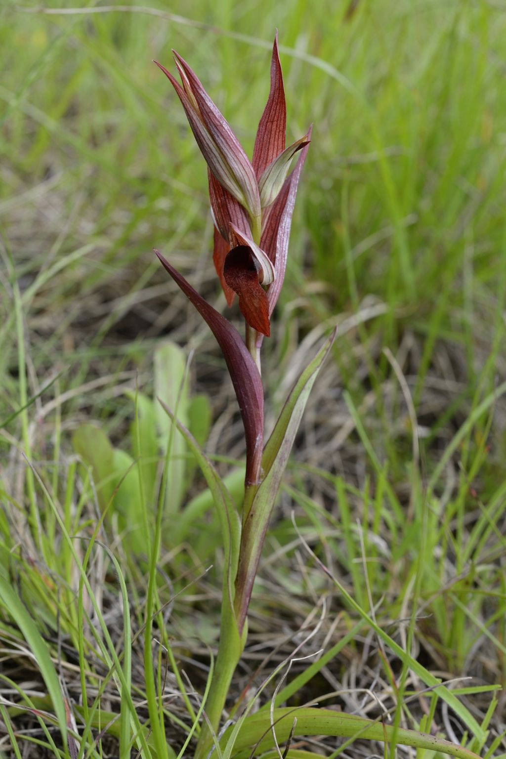 Serapias vomeracea